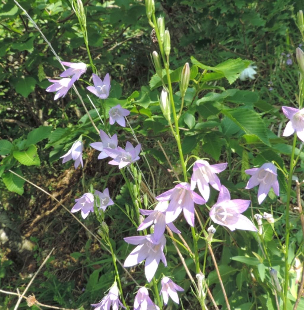 Fiori viola chiaro - Campanula rapunculus